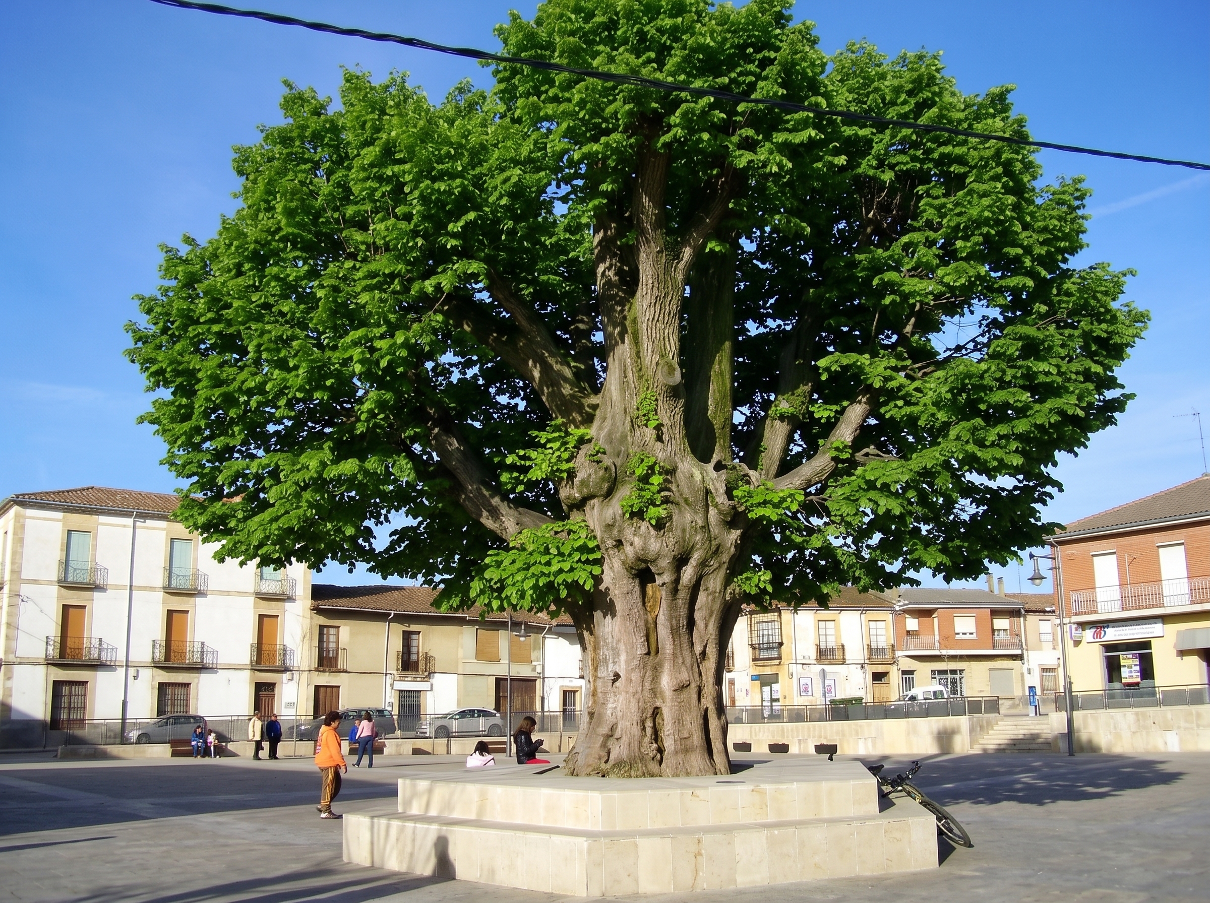 El famoso Negril´´on de Boñar, negrillo, olmo común